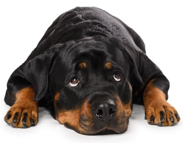 Sad-Rottweiler-Dog-Laying.jpg